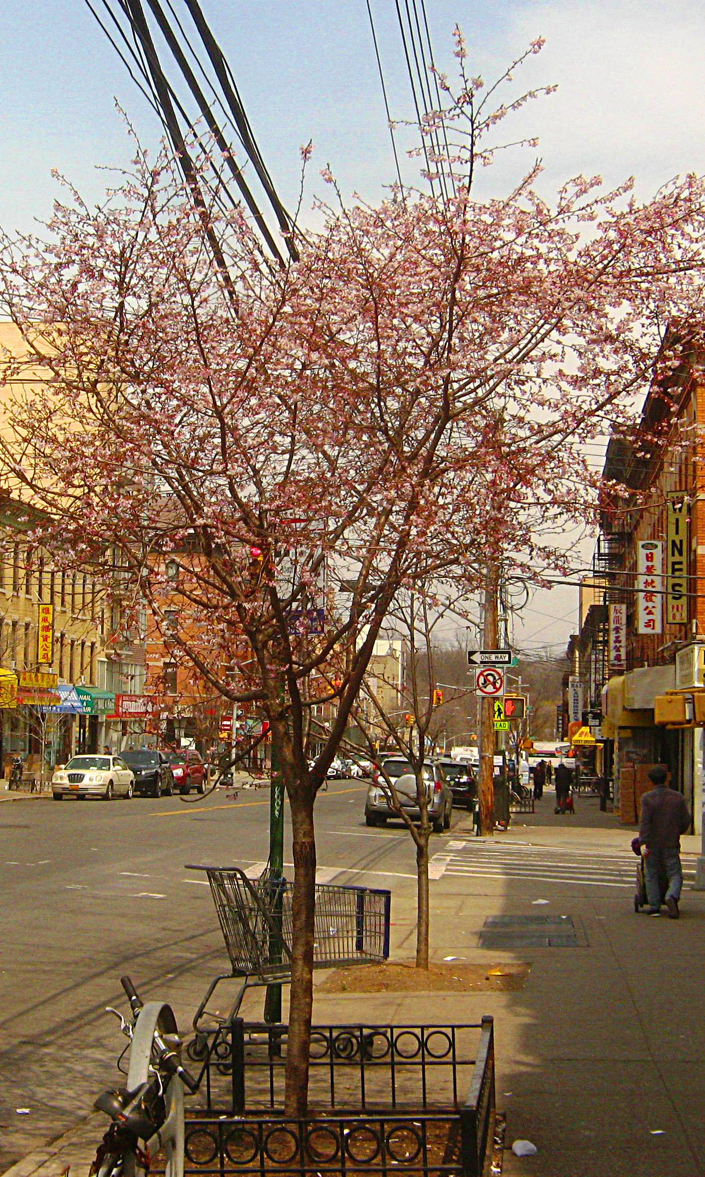 ブルックリン中華街の桜